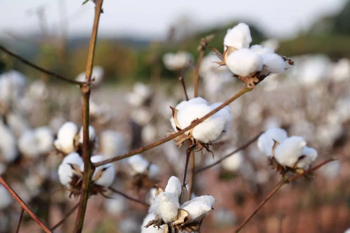 Produção de algodão deve atingir marco histórico